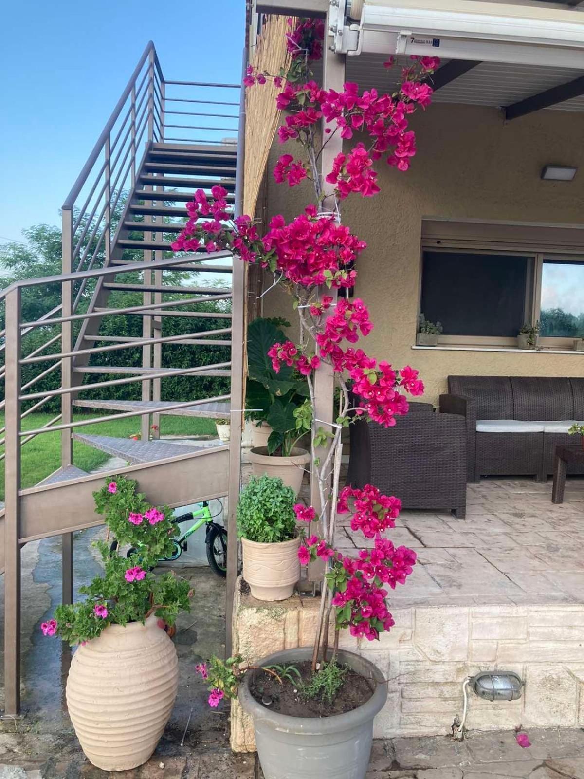 Villeta Nikol “Νηνεμία” Lixouri Exterior foto